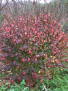 Dwarf Burning Bush